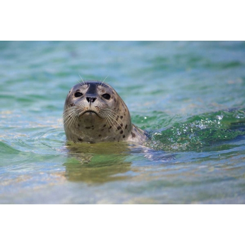 California, La Jolla Swimming with a baby seal